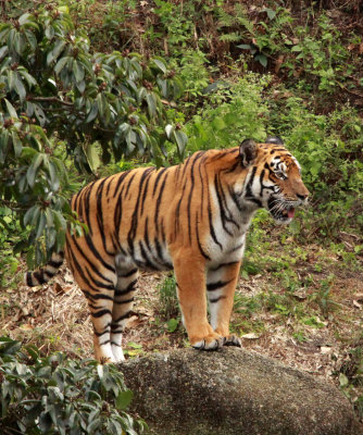 FELID - TIGER - AMOY TIGER - PANTHERA TIGRIS AMOYENSIS - MEIHUASHAN - FUJIAN CHINA (44).JPG