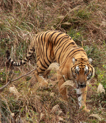 FELID - TIGER - AMOY TIGER - PANTHERA TIGRIS AMOYENSIS - MEIHUASHAN - FUJIAN CHINA (58).JPG