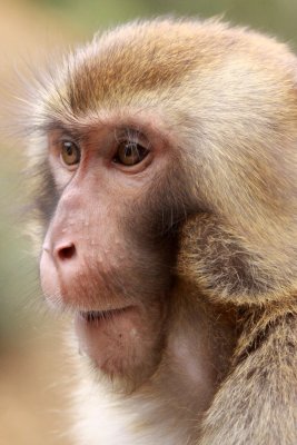 PRIMATE - MACAQUE - RHESUS MACAQUE - MEIHUASHAN - FUJIAN CHINA (1).JPG