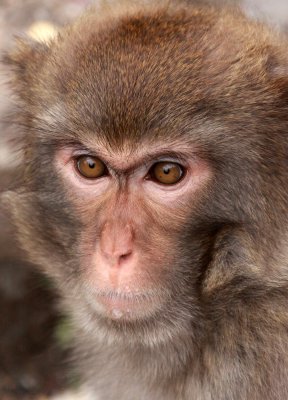 PRIMATE - MACAQUE - RHESUS MACAQUE - MEIHUASHAN - FUJIAN CHINA (27).JPG