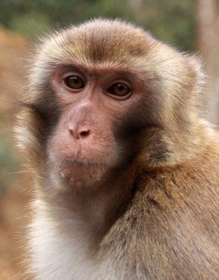 PRIMATE - MACAQUE - RHESUS MACAQUE - MEIHUASHAN - FUJIAN CHINA (32).JPG