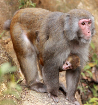 PRIMATE - MACAQUE - RHESUS MACAQUE - MEIHUASHAN - FUJIAN CHINA (42).JPG