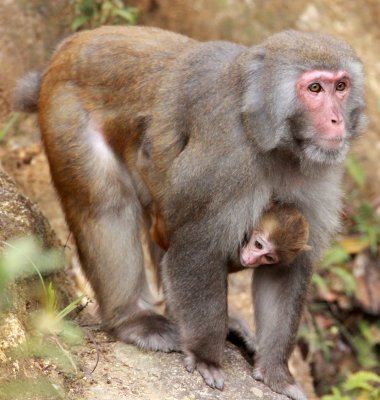 PRIMATE - MACAQUE - RHESUS MACAQUE - MEIHUASHAN - FUJIAN CHINA (43).JPG