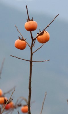 CHENGQILOU HAKKA VILLAGE - FUJIAN CHINA (14).JPG