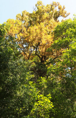 HAMAMELIACEAE - LIQUIDAMBER FORMOSANA - CHINESE YEW RESERVE FUJIAN CHINA (3).JPG