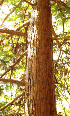 TAXODIACEAE - CUNNINGHAMIA LANCEOLATA - CHINESE YEW RESERVE FUJIAN CHINA (3).JPG