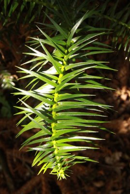 TAXODIACEAE - CUNNINGHAMIA LANCEOLATA - CHINESE YEW RESERVE FUJIAN CHINA (4).JPG