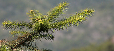 TAXODIACEAE - CUNNINGHAMIA LANCEOLATA - MEIHUASHAN NATIONAL PARK FUJIAN CHINA (2).JPG