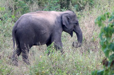 ELEPHANT - ASIAN ELEPHANT - KURI BURI NATIONAL PARK THAILAND (18).JPG