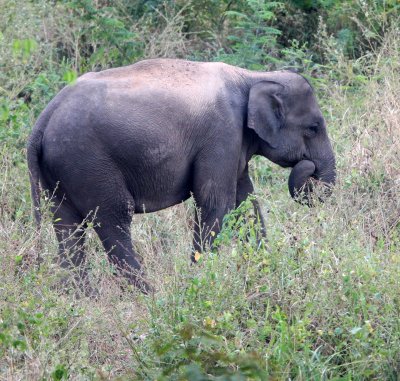 ELEPHANT - ASIAN ELEPHANT - KURI BURI NATIONAL PARK THAILAND (32).JPG