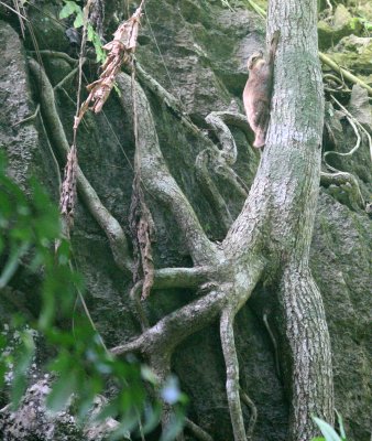 PRIMATE - SUNDA COLUGO - LANTA ISLAND THAILAND - KOH LANTA NATIONAL PARK (40).JPG