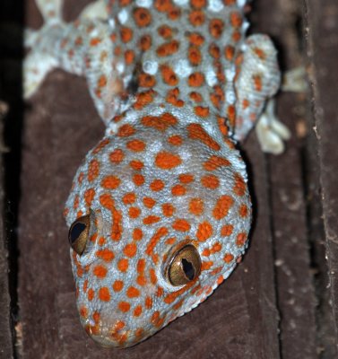 REPTILE - GECKO - TOKAY GECKO - GEKKO GECKO - KAENG KRACHAN NP THAILAND (4).jpg