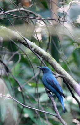 BIRD - ASIAN FAIRY-BLUEBIRD -  FEMALE - KAENG KRACHAN NP THAILAND (5).JPG