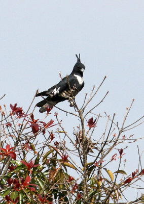 BIRD - BAZA - BLACK BAZA - KAENG KRACHAN NP THAILAND (10).JPG