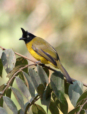 BIRD - BULBUL - BLACK-CRESTED BULBUL - KAENG KRACHAN NP THAILAND (5).JPG