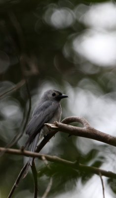 BIRD - DRONGO - ASHY DRONGO - KAENG KRACHAN NP THAILAND (9).JPG