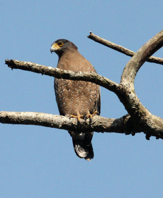 BIRD - EAGLE - CRESTED SERPENT EAGLE - KAENG KRACHAN NP THAILAND (8).JPG