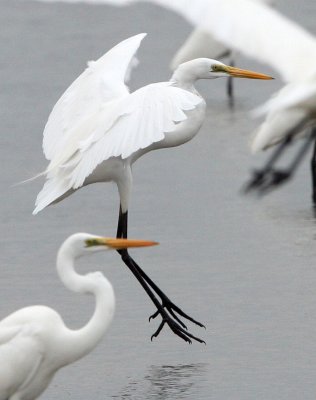 BIRD - EGRET - GREAT EGRET - PETCHABURI PROVINCE, PAK THALE (15).JPG