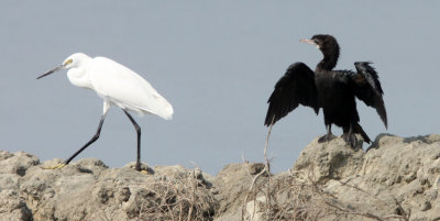 BIRD - EGRET - LITTLE EGRET AND LITTLE CORMORANT - PETCHABURI PROVINCE, PAK THALE (1).JPG