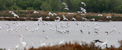 BIRD - GULL - BROWN-HEADED GULL - PETCHABURI PROVINCE, PAK THALE (15).JPG