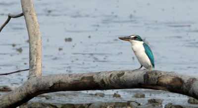 BIRD - KINGFISHER - COLARED  KINGFISHER - PAK THALE THAILAND  (3).JPG