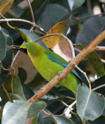 BIRD - LEAFBIRD - BLUE-WINGED LEAFBIRD -  KAENG KRACHAN NP THAILAND (7).JPG