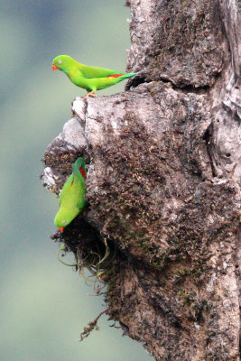 BIRD - PARROT - VERNAL HANGING PARROT - KAENG KRACHAN NP THAILAND (6).JPG