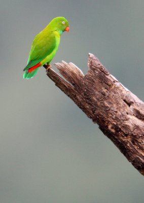BIRD - PARROT - VERNAL HANGING PARROT - KAENG KRACHAN NP THAILAND (29).jpg