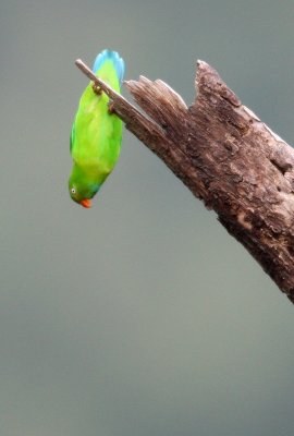 BIRD - PARROT - VERNAL HANGING PARROT - KAENG KRACHAN NP THAILAND (30).JPG