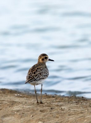 BIRD - PLOVER - PACIFIC GOLDEN PLOVER - PETCHABURI PROVINCE, PAK THALE (4).JPG