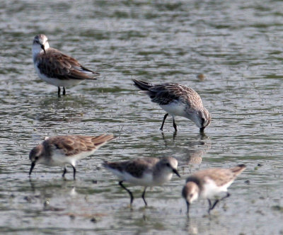 BIRD - SANDERLING - PAK THALE PETCHABURI PROVINCE THAILAND (3).JPG