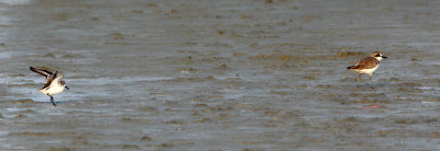 BIRD - SANDPIPER - SPOON-BILLED SANDPIPER - PETCHABURI PROVINCE, PAK THALE (6).JPG