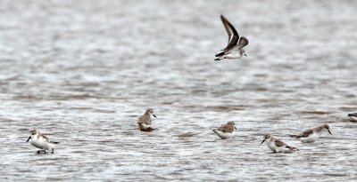 BIRD - SANDPIPER - SPOON-BILLED SANDPIPER - PETCHABURI PROVINCE, PAK THALE (44).JPG