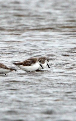 BIRD - SANDPIPER - SPOON-BILLED SANDPIPER - PETCHABURI PROVINCE, PAK THALE (55).JPG