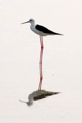 BIRD - STILT - BLACK-WINGED STILT - PETCHABURI PROVINCE, PAK THALE (16).JPG