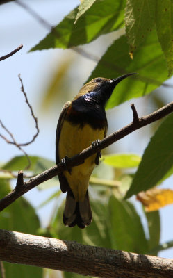 BIRD - SUNBIRD - OLIVE-BACKED SUNBIRD - KAENG KRACHAN NP THAILAND (5).JPG