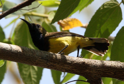 BIRD - SUNBIRD - OLIVE-BACKED SUNBIRD - KAENG KRACHAN NP THAILAND (8).JPG
