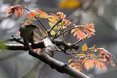 BIRD - WHITE-BROWED SCIMITAR BABBLER - KAENG KRACHAN NP THAILAND (7).JPG