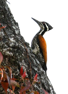 BIRD - WOODPECKER - GREATER FLAMEBACK - FEMALE - KAENG KRACHAN NP THAILAND (4).JPG