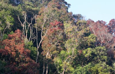 KAENG KRACHAN NATIONAL PARK THAILAND - FOREST SCENES (11).JPG