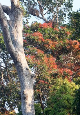 KAENG KRACHAN NATIONAL PARK THAILAND - FOREST SCENES (19).JPG