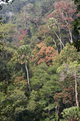 KAENG KRACHAN NATIONAL PARK THAILAND - FOREST SCENES (24).JPG