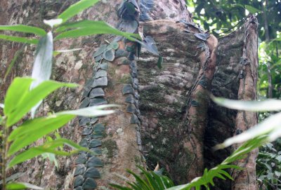 KAENG KRACHAN NATIONAL PARK THAILAND - FOREST SCENES (28).JPG