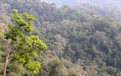 KAENG KRACHAN NATIONAL PARK THAILAND - FOREST SCENES (32).JPG
