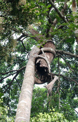 KAENG KRACHAN NATIONAL PARK THAILAND - STRANGLER FIG - FOREST SCENES (30).JPG