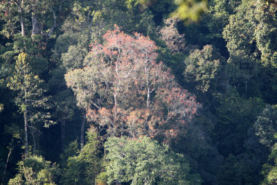 KAENG KRACHAN NP THAILAND - FOREST SCENES (1).JPG