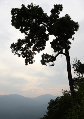 KAENG KRACHAN NP THAILAND - FOREST SCENES (14).JPG