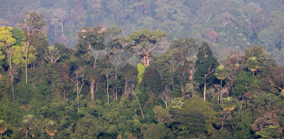 KAENG KRACHAN NP THAILAND - FOREST SCENES (24).JPG