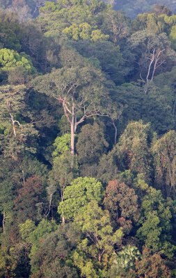 KAENG KRACHAN NP THAILAND - FOREST SCENES (26).JPG