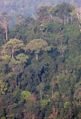 KAENG KRACHAN NP THAILAND - FOREST SCENES (29).JPG